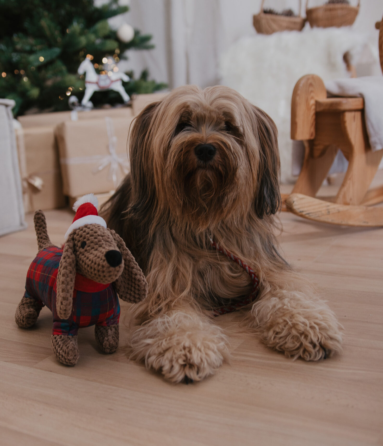 Hund im Studio - Weihnachten